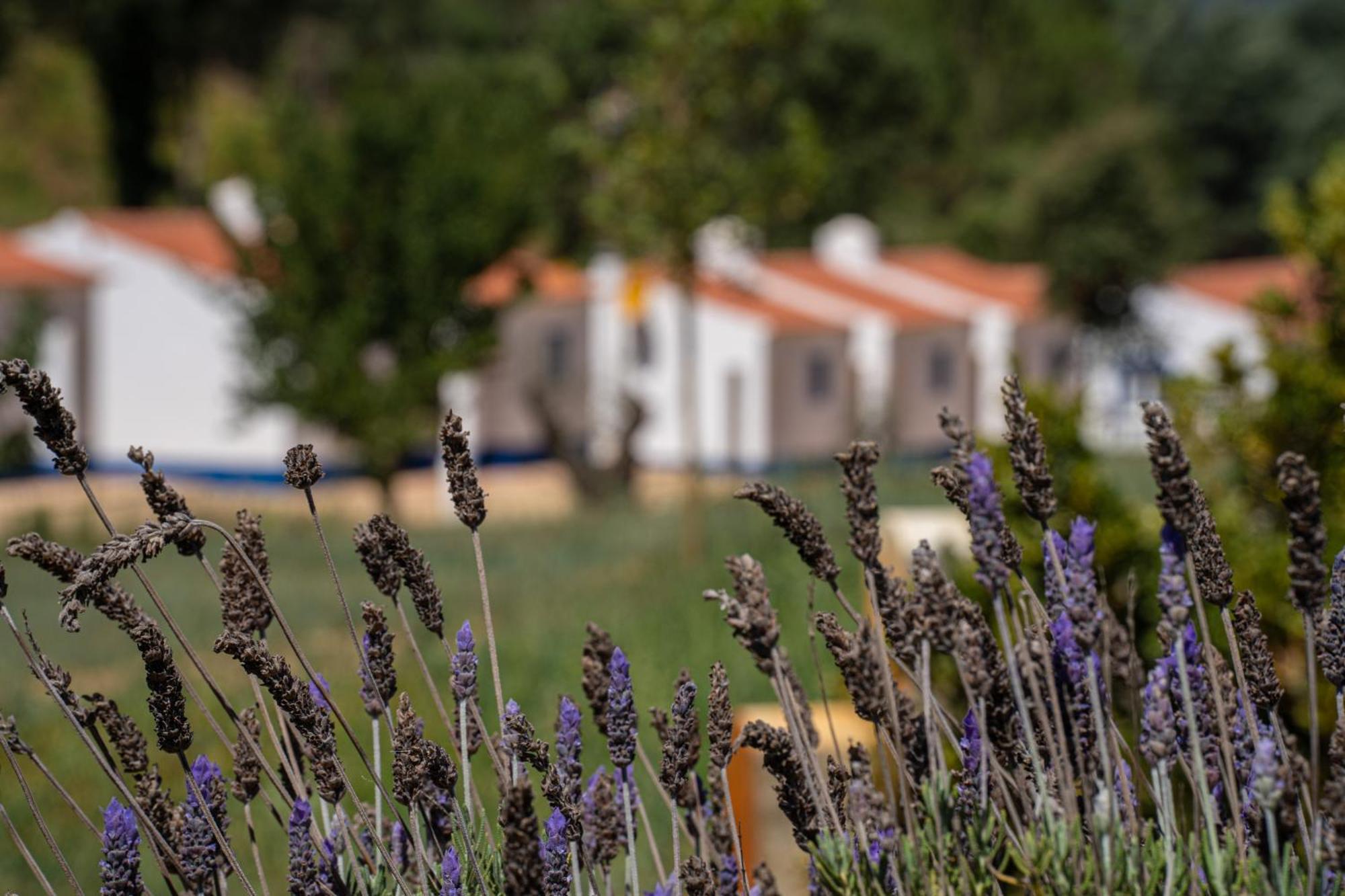 Cercal do Alentejo Vale Da Cassiopeia 게스트하우스 외부 사진